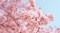 花粉シーズンの朝・窓辺で空を見上げる敏感肌のはるか