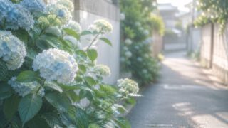 初夏の朝、住宅街の小道のわきに咲き始めたうすい水色の紫陽花