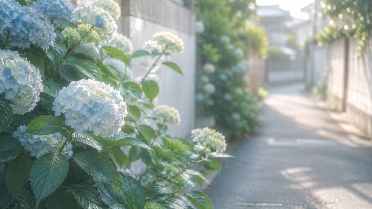 初夏の朝、住宅街の小道のわきに咲き始めたうすい水色の紫陽花